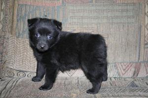 SchipperkePuppies